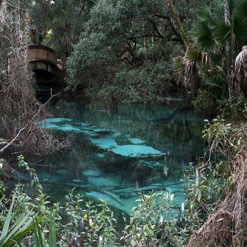 fern hammock springs