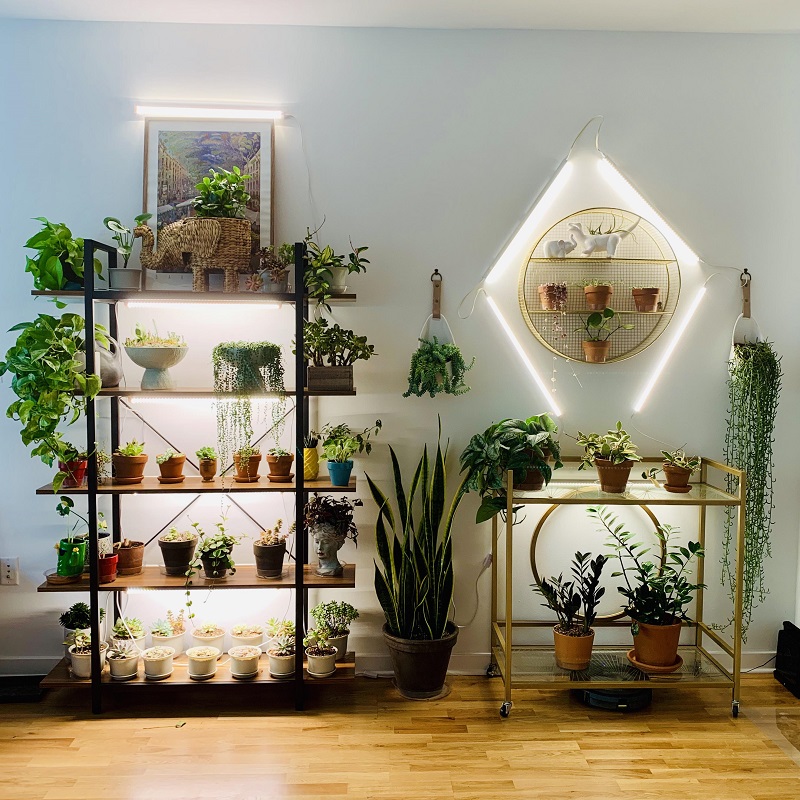 plant shelf with grow lights