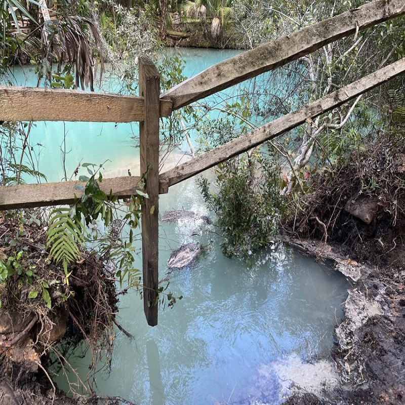 fern hammock springs